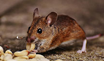 24 Hour & Emergency Exterminators in Indian River, NY